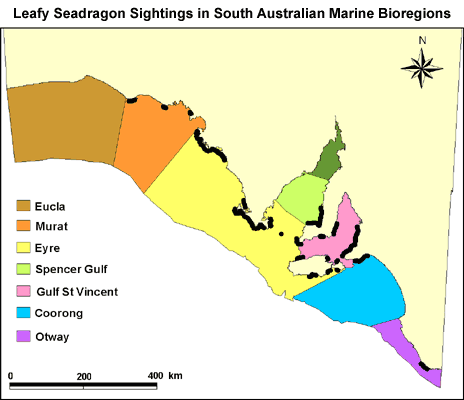 Leafy seadragon range