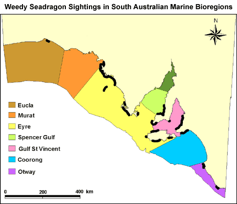 Weedy seadragon range